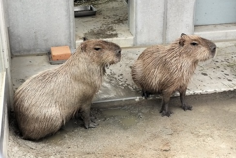 カピバラ2頭の写真の奥に映り込む鉱塩の写真