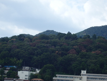 ナラ枯れ(桐生市内)の写真