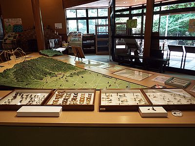 写真：甲虫、蝶、トンボの標本がずらりと並ぶ