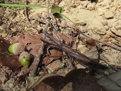 写真：茶色い落ち葉の上にいるカマキリ