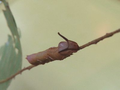 写真：枝に止まる、頭に黒い角状のものがある幼虫