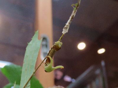 写真：枝に抜け殻を残し脱皮、顔は黄緑