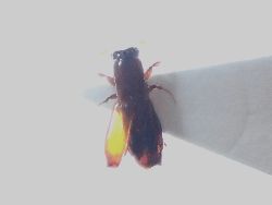 写真:小さい焦げ茶色の甲虫