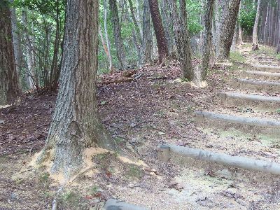 写真:園路の脇に生えているコナラの根本には、木くずが積もる