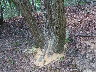 写真:コナラの根本に積もる木くず