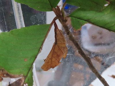 写真:アワブキの葉の根本でぶら下がるサナギ