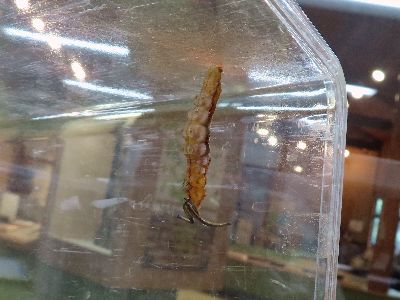 写真:飼育ケースの天井からぶら下がる幼虫