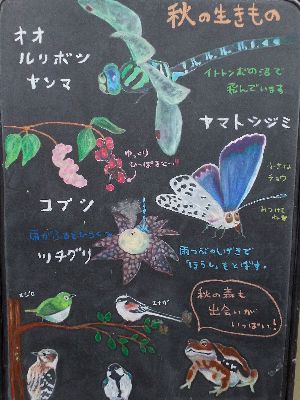 写真:オオルリボシヤンマやコブシの実などの絵がカラフルに描かれている
