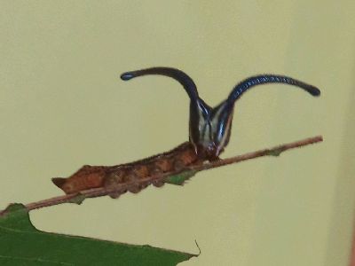 写真:ピエロのような角状突起を付けたスミナガシの幼虫