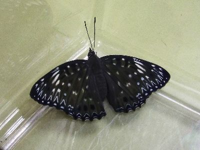 写真:翅を広げた羽化したばかりのスミナガシ