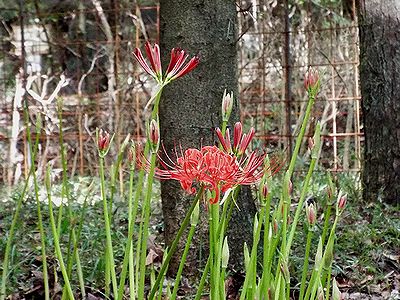 写真：木陰であざやかな真紅の花を咲かせている