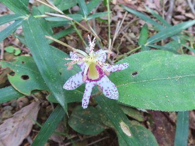 写真：白に紫の水玉模様が入っている花