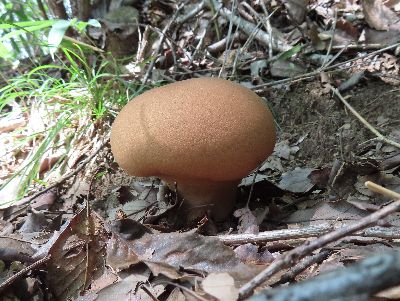 写真：ロールパンのようなふわふわしたキノコ