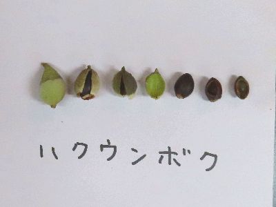 写真：ハクウンボクの実、左側に黄緑色の果皮をかぶった実、右側に果皮を取り除いた茶色の種