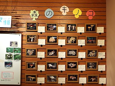 写真:壁に20種類以上のキノコの写真を飾ってある