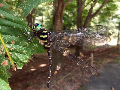 写真:大きな緑の目、黄色と黒色の体の大きなトンボ