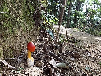 写真：園路脇に生えてきたタマゴタケ