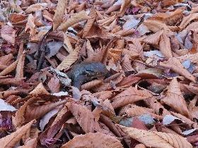 写真:どかした落ち葉から顔を出した生きもの