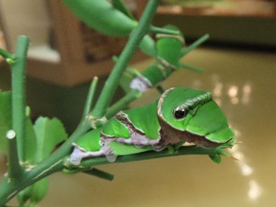 写真：黄緑色のイモムシが枝に止まっている