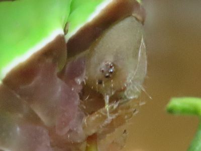 写真：幼虫の小さい頭に、小さい小さい目が付いている