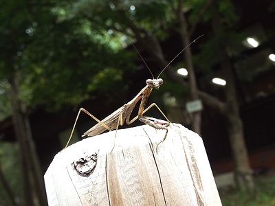 写真：手すりの杭の上には5センチメートル大のコカマキリ