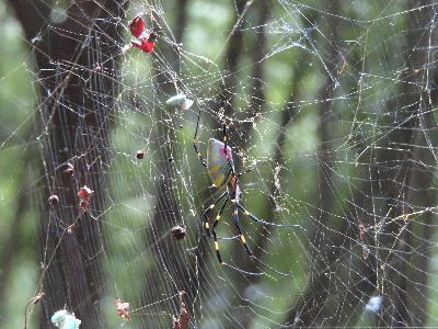 写真:網に大きなクモ