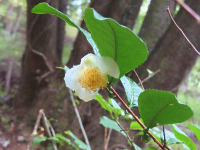 写真:緑のしっかりとした葉に白と黄色が映える