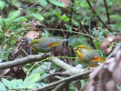 写真:カラフルな鳥が2羽木に止まる。