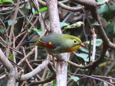 写真:鳥の全体のアップ