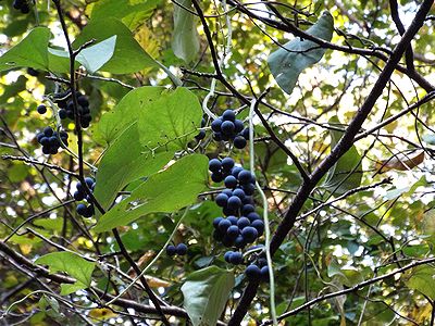 写真：ぶどうのふさのように藍色の小さな実がぶらさがっている