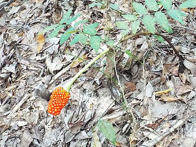 写真：実が熟し、茎がしなだれた様子のマムシグサ