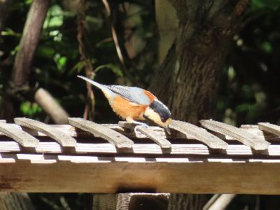 写真:餌台にヤマガラが止まり、種を咥えようとしている