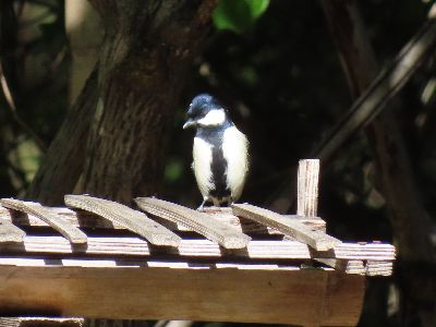 写真:餌台にシジュウカラが止まっている