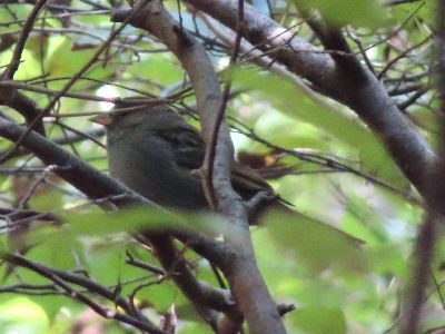 写真:木の枝に止まるクロジ