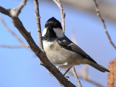 写真:木の中の実を食べに来ているヒガラ