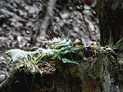 写真:切り株から5センチメートルほどのキノコと深緑色のシダが生えて、盆栽のようになっている