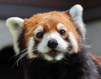 写真：レッサーパンダのフラン