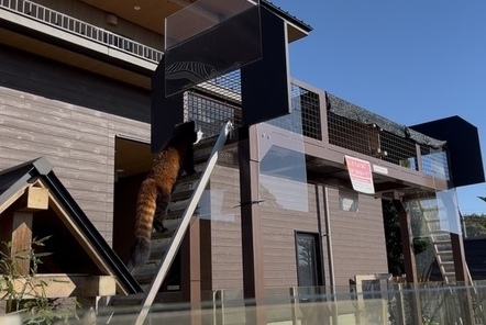 写真：フランの様子を見に行くかずのこ