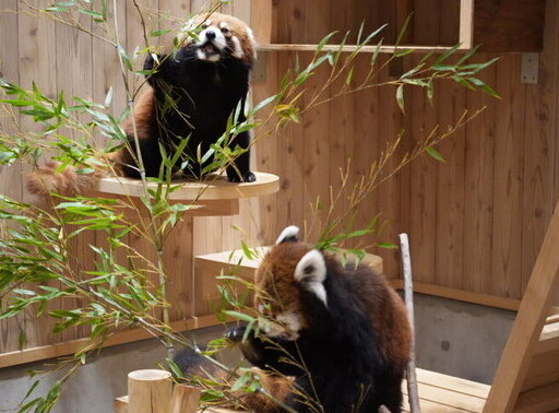 写真：同居中のかずのことフラン