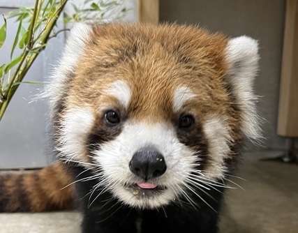 写真：レッサーパンダのかずのこ