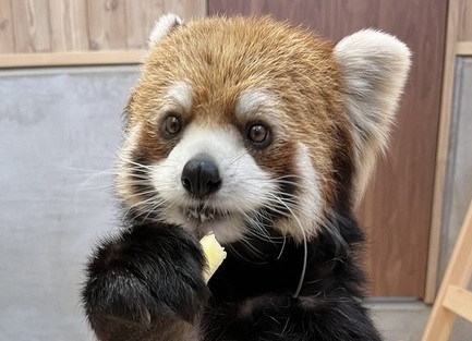 写真：レッサーパンダのライム