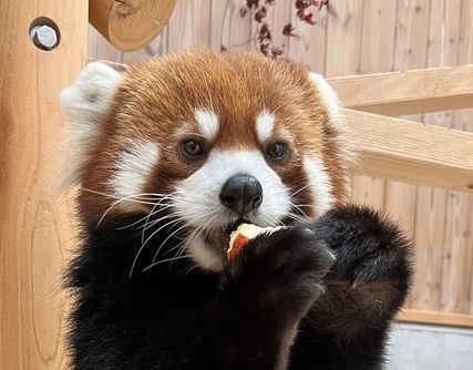 写真：レッサーパンダのタオタオ