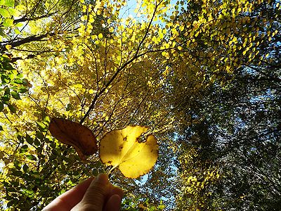 写真:イチョウのように黄色く色づいたカツラの木と丸い形のカツラの葉