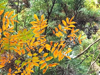 写真：紅葉した葉に日があたりキラキラしている