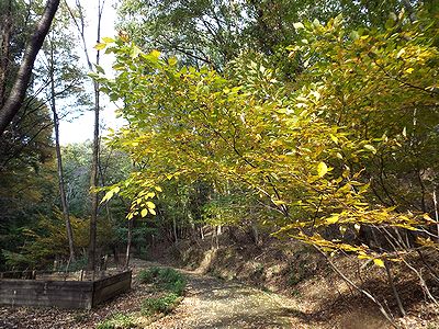 写真：黄色く紅葉した枝が園路に張り出している