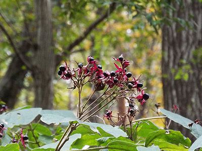 紫色の萼の中心に黒く熟した実がたくさんついている