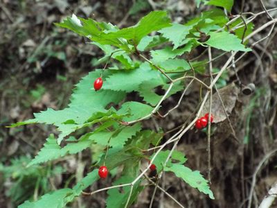 写真：まだ青々とした緑色の葉と赤い実