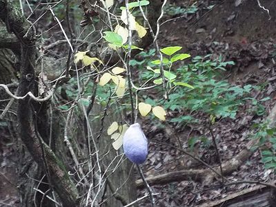 写真：10センチメートル以上の丸々とした実