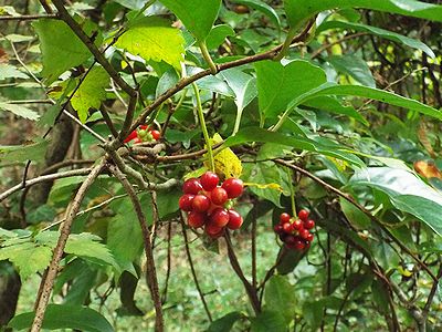 写真：艶のある赤色の実が美しい