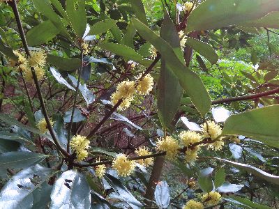 写真：枝に丸い花がポンポン付いている